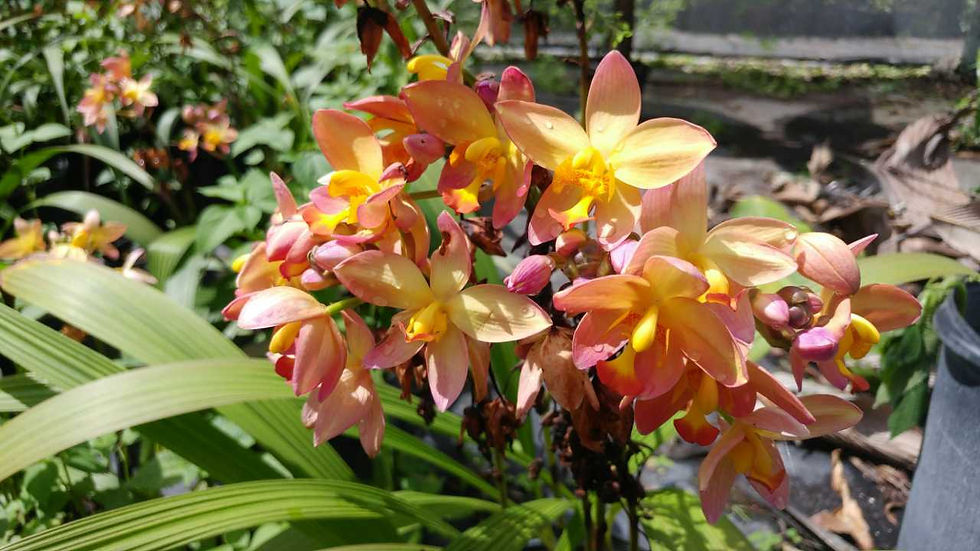 Thumbnail: Aloha Collection- 'Southwood sunrise' ground orchid