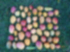 Thumbnail: Caribbean Collection- Coconut Cream mango tree