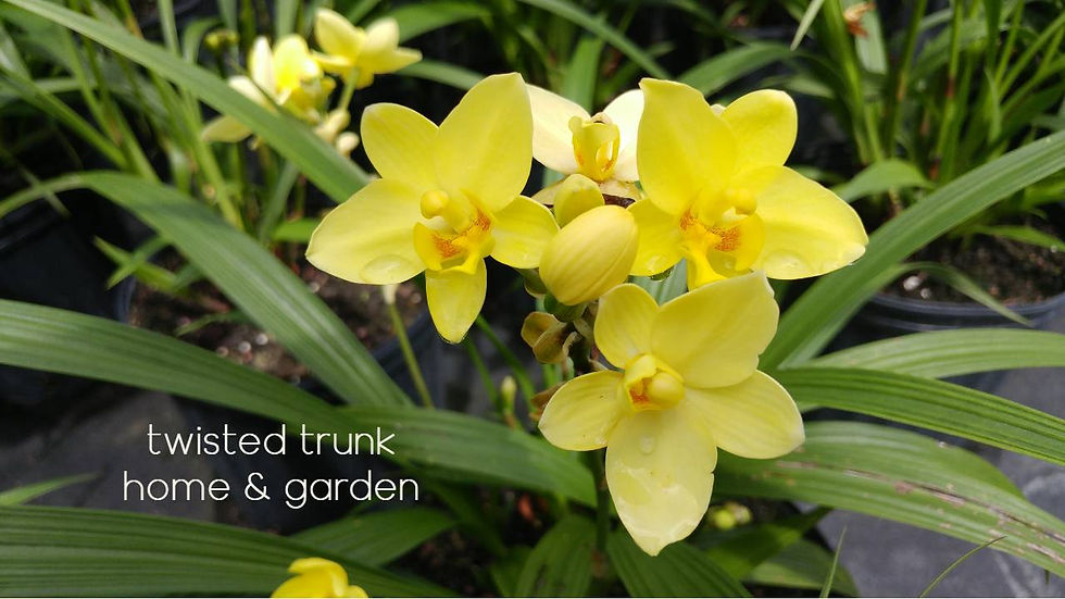 Aloha Collection- 'sassy sunshine' ground orchid