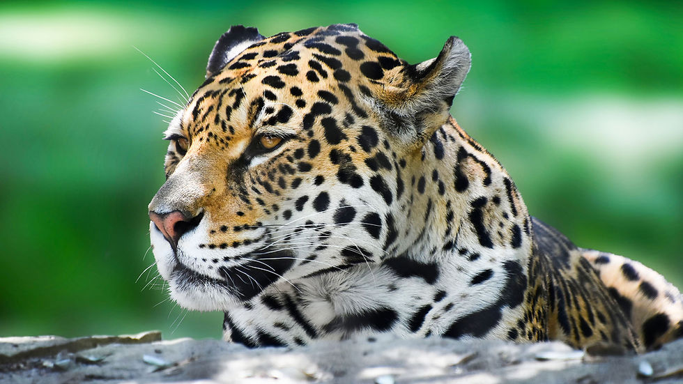 El creixement de projectes de conservació animal en parcs i reserves naturals convida a l'optimisme.