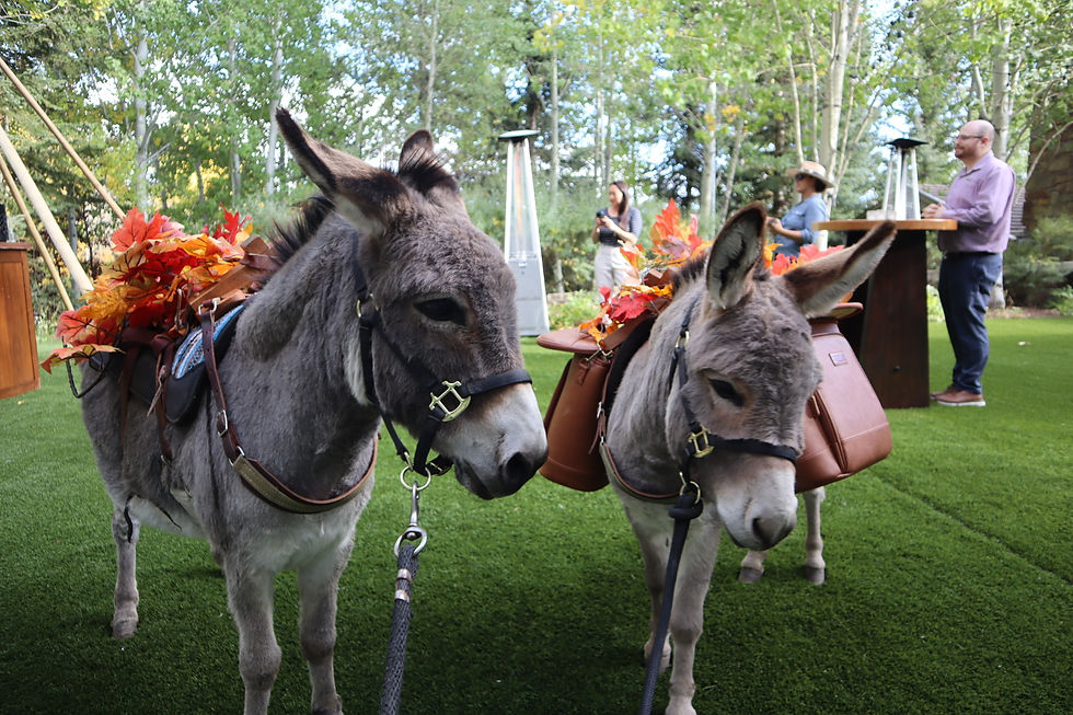 Two mini burros with beverage saddles posing in front of Aspen trees in the summer.