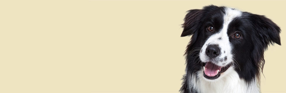 Nila_Hintergrund