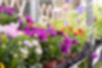 Plant Sales Day