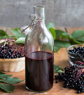 ELDERBERRY PLANTS.jpg