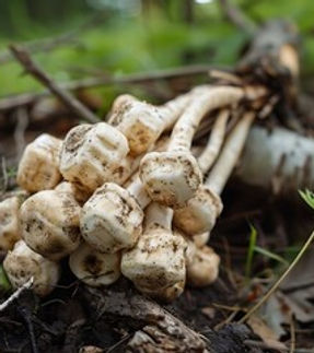 MARSHMALLOW ROOT.jpg