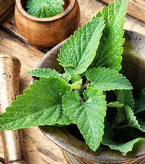 LEMON BALM HERBS.jpg