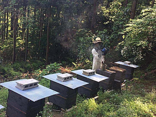 養蜂場 zushihoney はやし養蜂