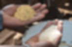 Mecanización del cultivo de arroz