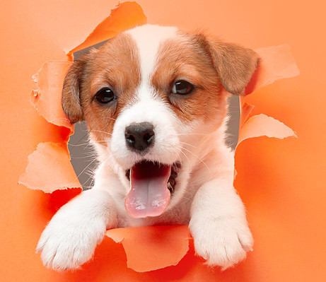 little-young-dog-posing-cheerful.jpg