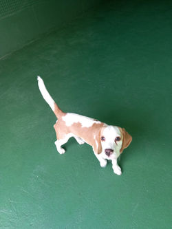 1º dia do Mingau na creche