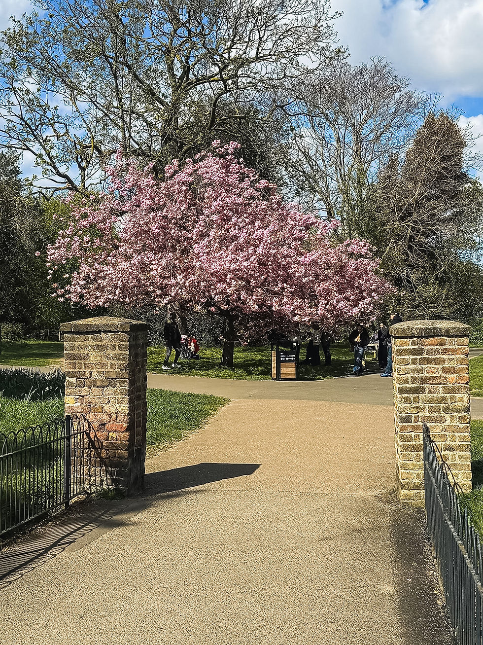 Cherry Blossoms at Greenwich Park