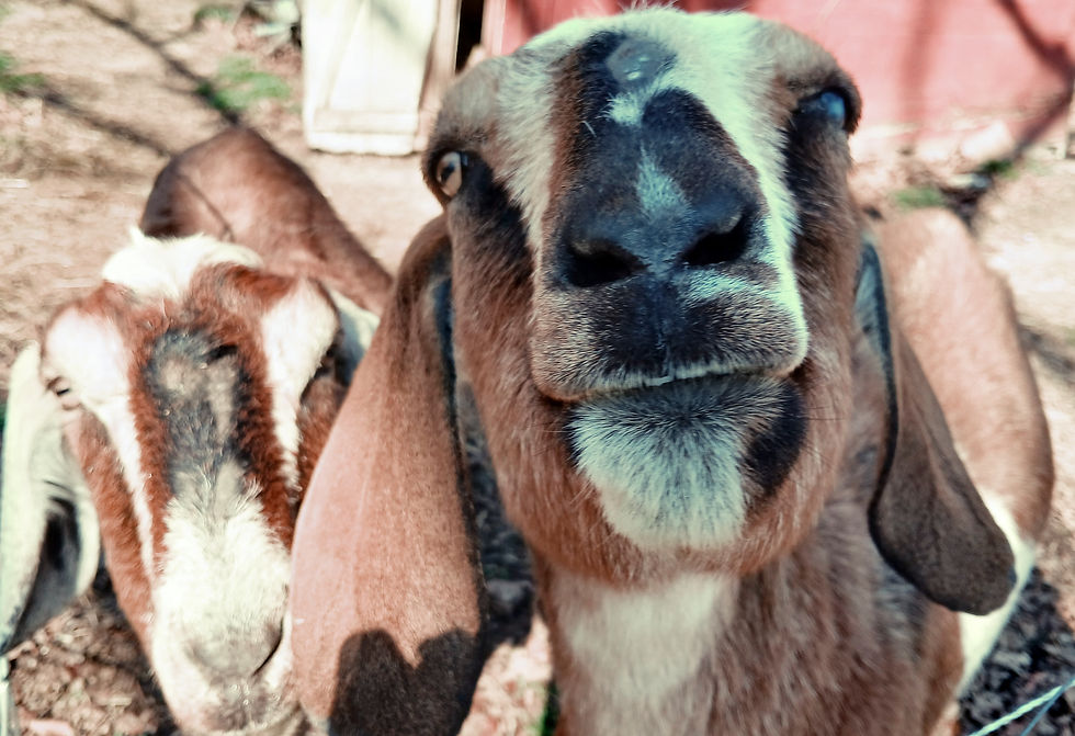 Tips for Making the Most of Your Farm Trail Experience