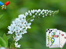 슈퍼비닉스100mg가격, 몸과 마음의 건강을 함께 챙기는 생활 밸런스