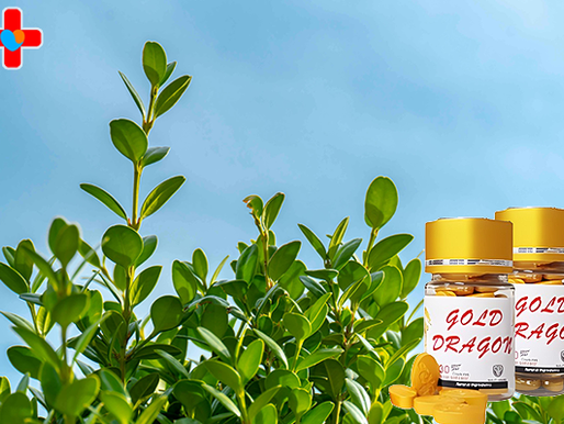 골드드래곤 구입 - 리듬을 조율하는 신뢰의 구성 요소, 현실적인 선택