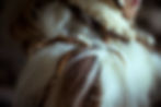 Miniaturbild: Wild´WolfCap Ooak