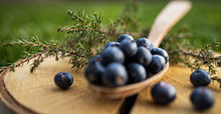 359-gin-ilbotanico-gallery-08