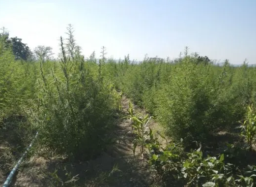 Câmara de Salvador aprova projeto de lei que garante acesso gratuito ao tratamento com cannabis