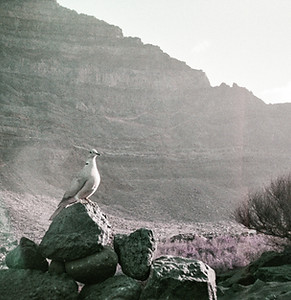 Boris Cecez Human Design mit einer Taube in der Natur auf den kanarischen Inseln