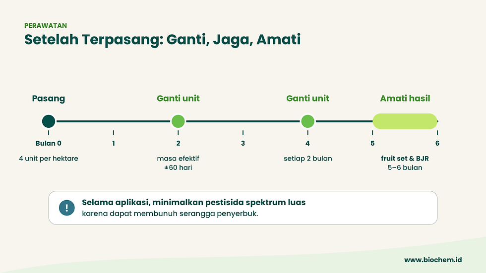 Cara Pasang Protecrop Synomon Artech di Kebun Sawit: Pelepah ke-9 atau ke-17