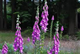 Gros plan sur une fleur de digitale pourpre aux pétales en forme de gants, symbole de beauté toxique et mortelle dans une lumière tamisée.