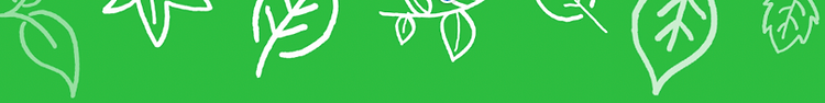A leaf