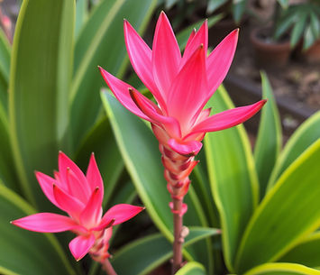 PINK BROMELIAD FLOWERS.jpg