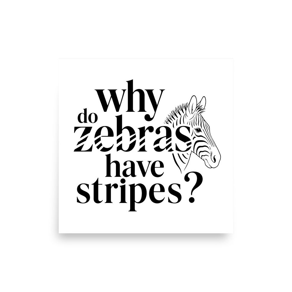 ZEBRAS typographic art matte poster — Cadence Studio Kid Curious Collection