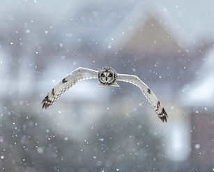 owl in the snow