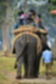 elephant-5285562_1920.jpg