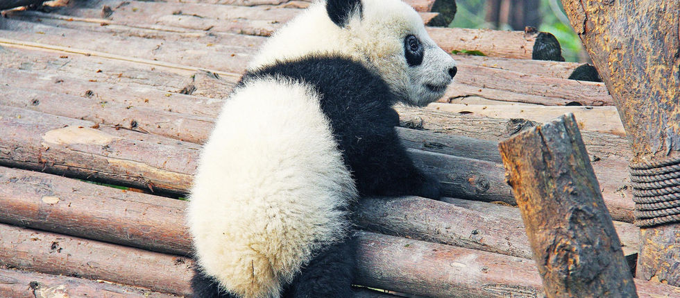 The Ethical Dilemma of Breeding Endangered Species in Captivity