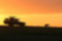 Safari Header Image.jpg