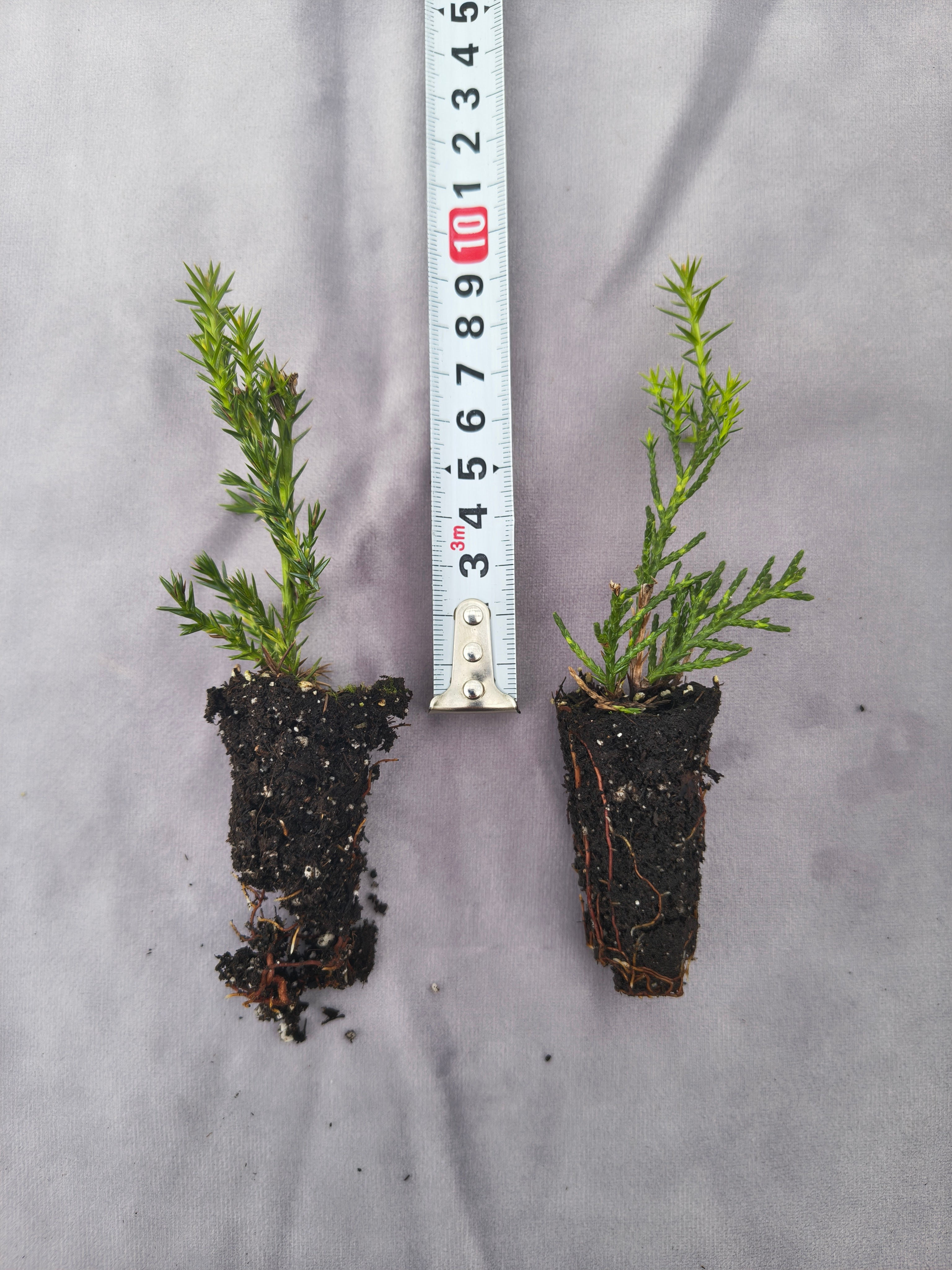 Jałowiec Chiński (Juniperus Chinensis) 'Kuriwao Gold' 10cm