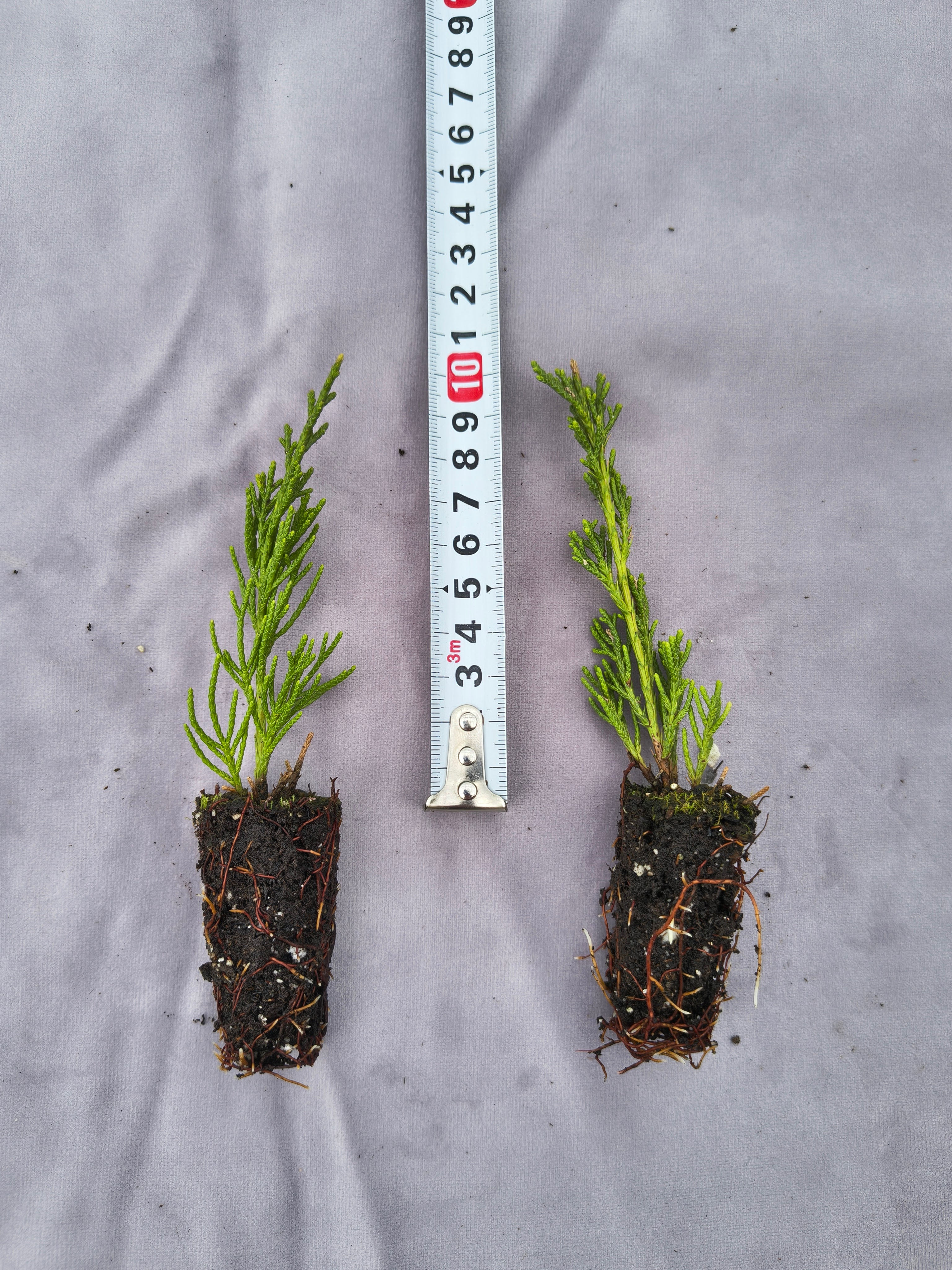 Jałowiec Pośredni (Juniperus x pfitzeriana) 'Mint Julep' 10cm