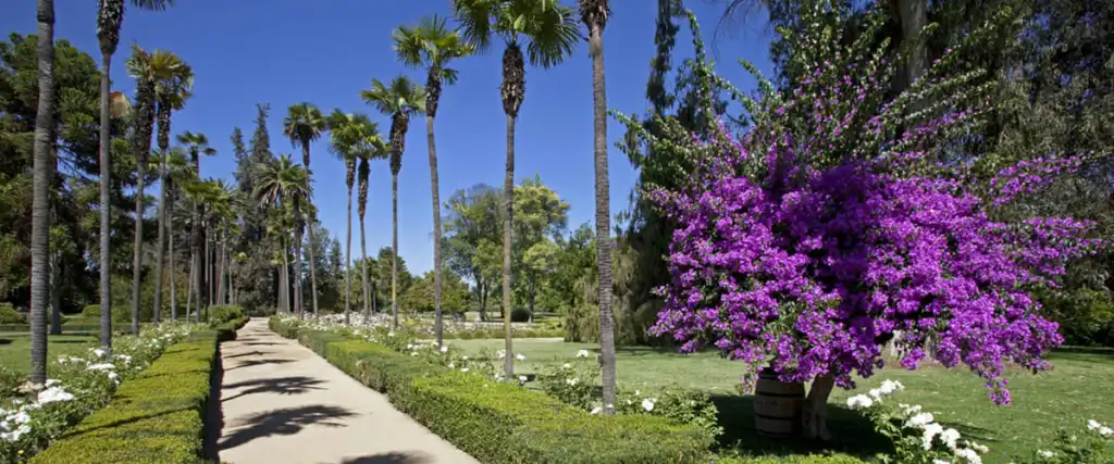 Vinícola Undurraga com árvore florida e grama verde