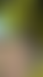 Vinícola verdinha no verão no Chile