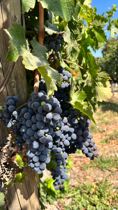 Uvas na parreira chilena no verão