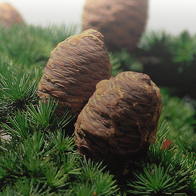 EO - Cedarwood Atlas Morocco (2).png