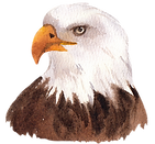 eagle_edited.png