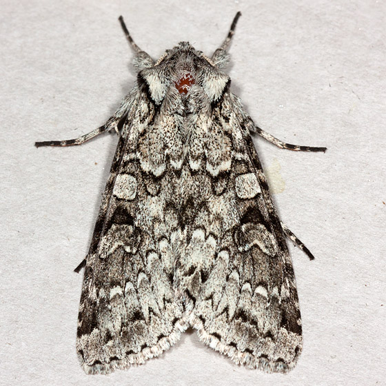 Moth Extravaganza Speyside August