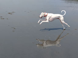 The Gift of Freedom for my Sighthounds