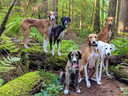 How Many Dogs is Too Many?