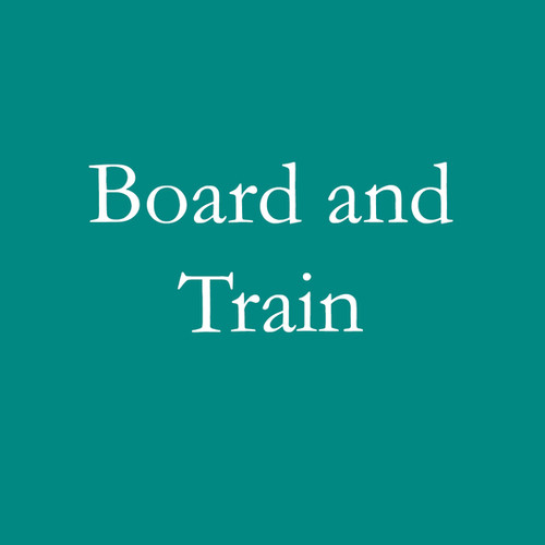 Oliver Board and Train (1 Week) In Stride Azawakh