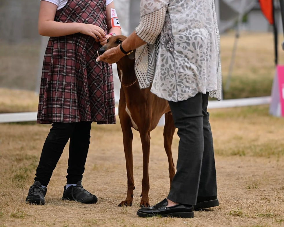 Our easiest dog for the exam (collar around his neck and the judge cradling his head) with his then nine year old Junior in his very first time in the Junior's ring.