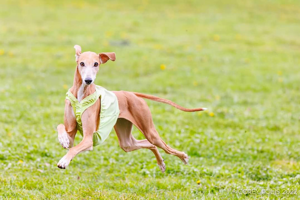 Gem at lure coursing, Credit Corey Polis