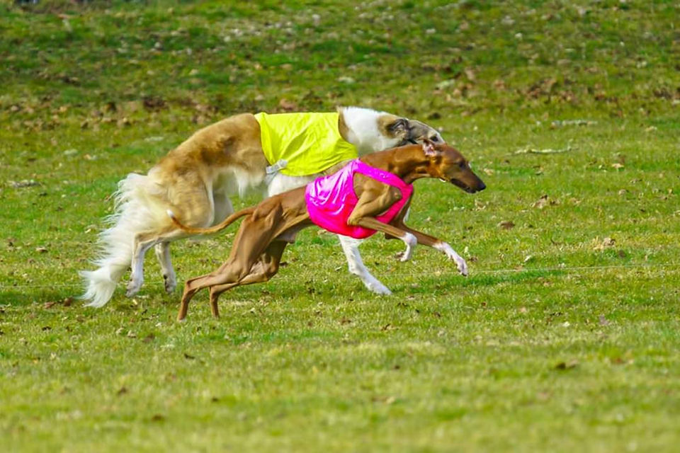 Anubi running for Best in Field, Credit Jumoke Photography