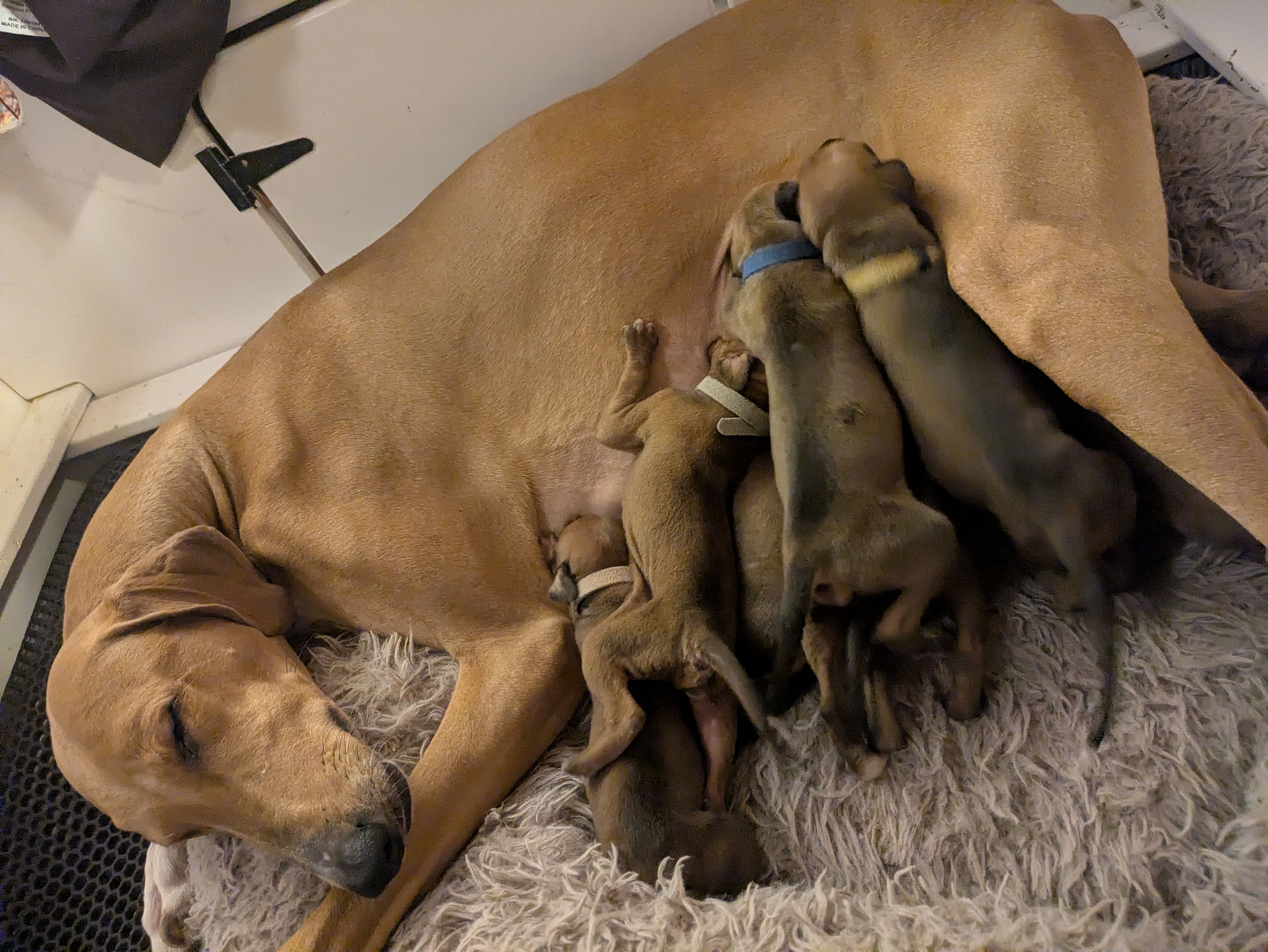 The litter