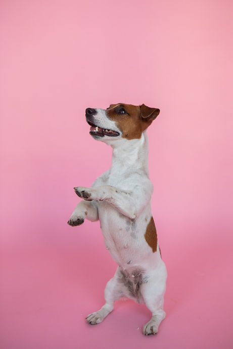 dog-training.jpg