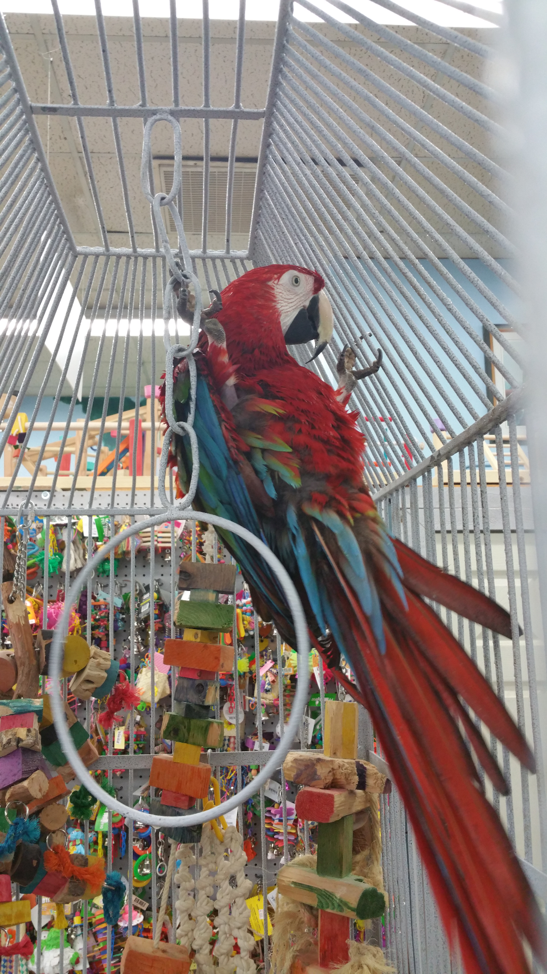 Trouble The Bird Shop