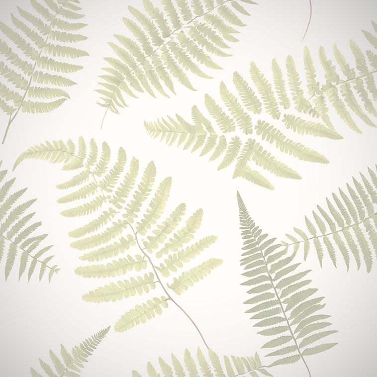 fern leaves on white background_edited_edited.jpg