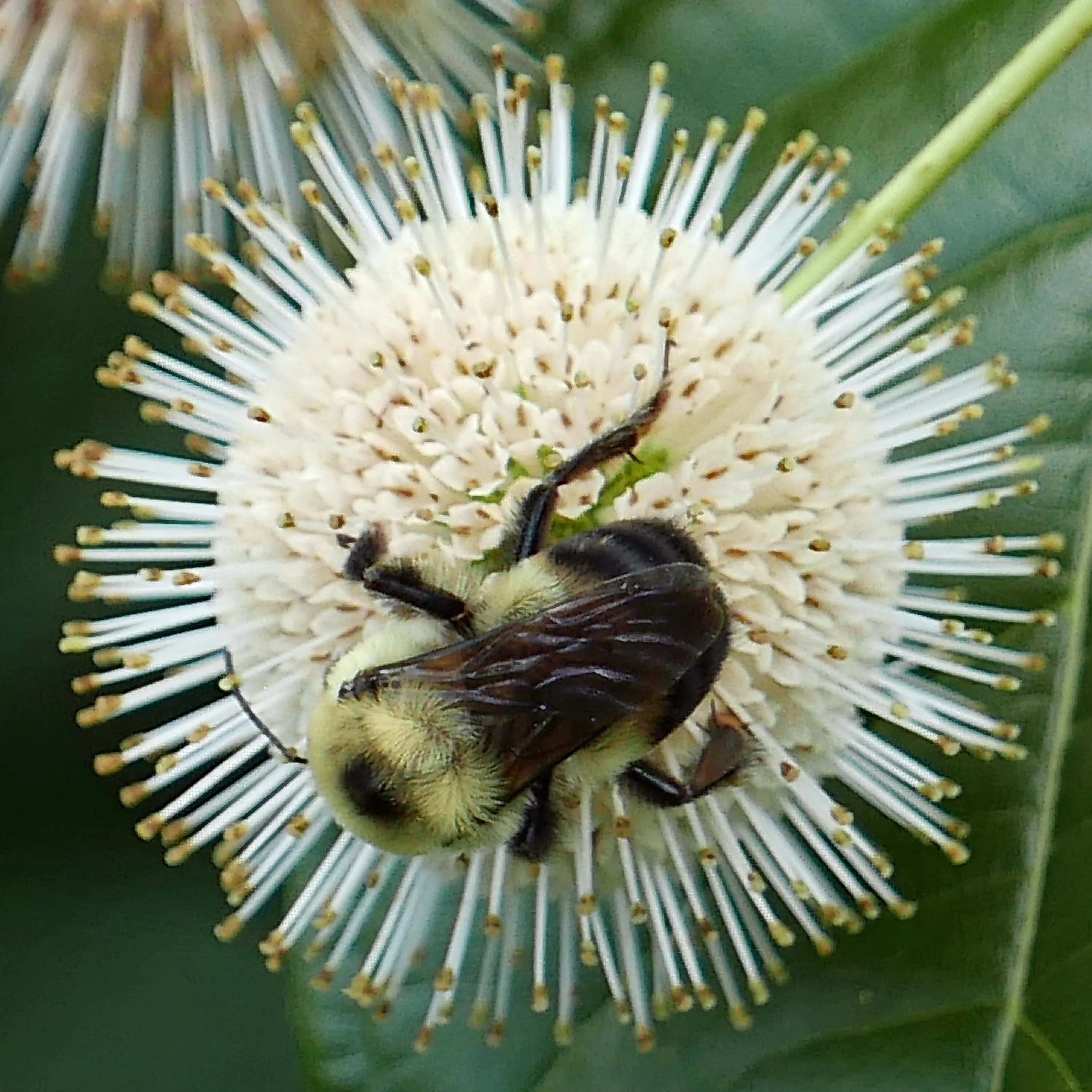 Native Trees and Shrubs for Pollinators